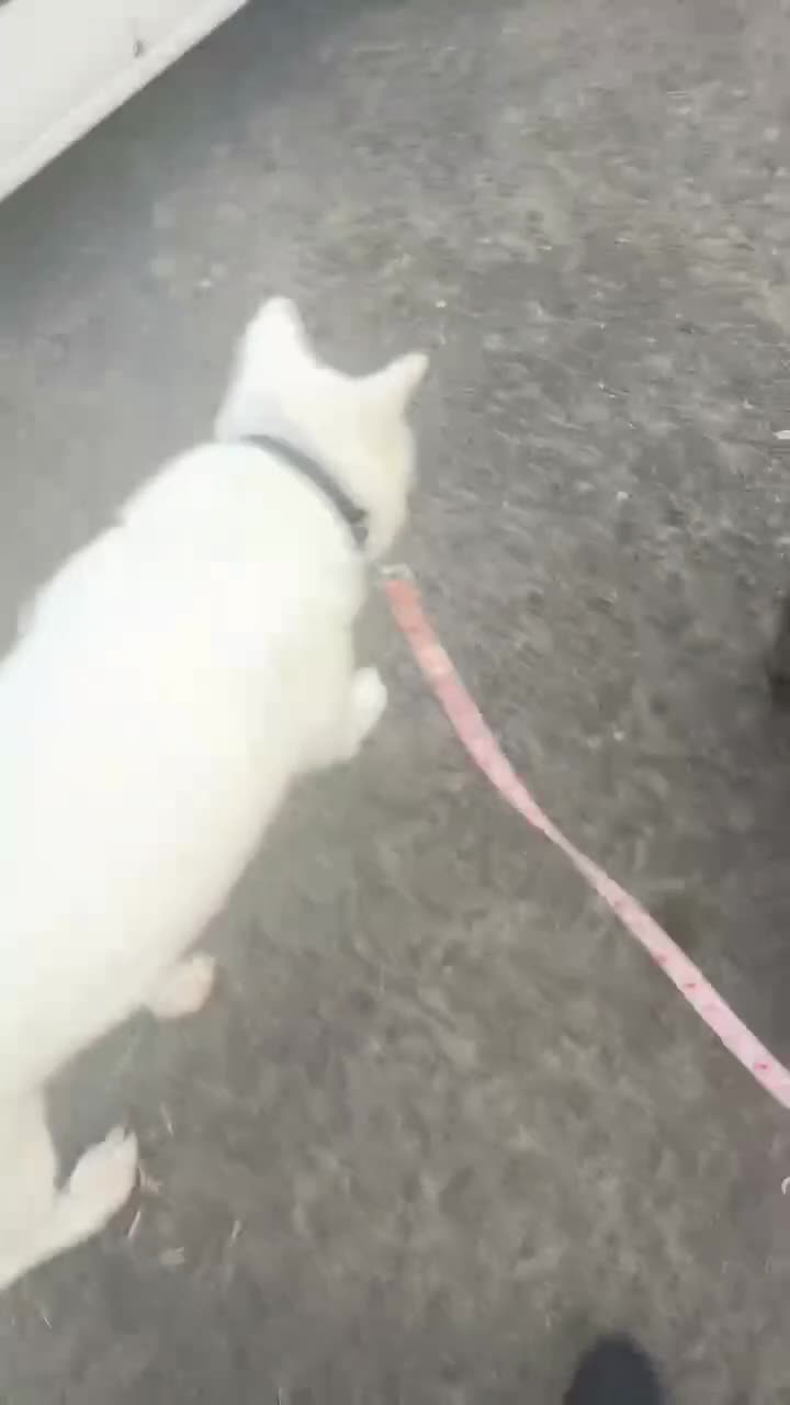 Japanese Akita Inu dogs for sale: Beautiful, Well-Trained Japanese Akita  - Video 4