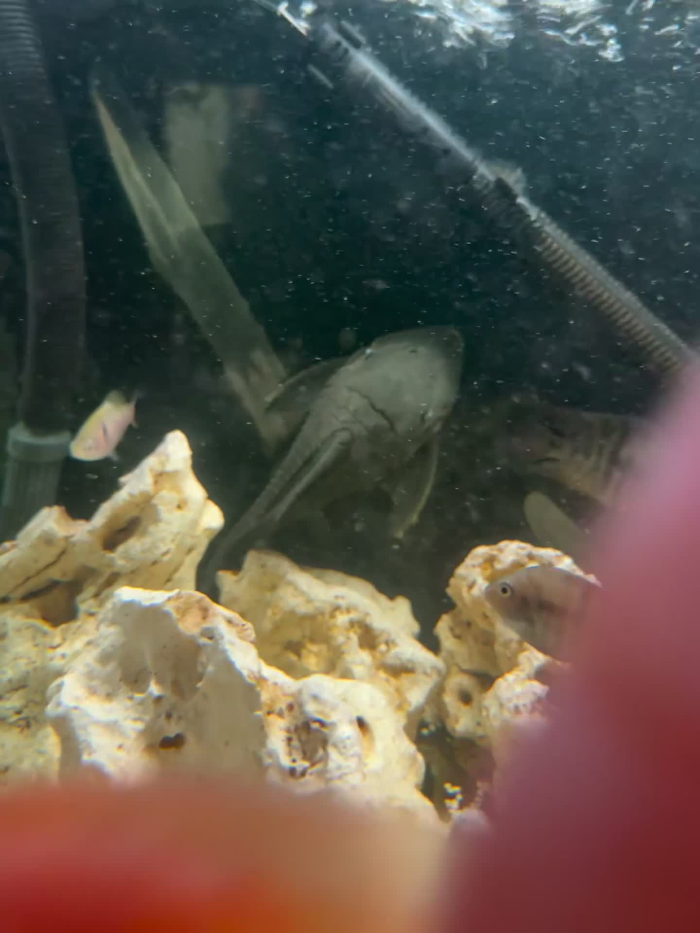 Cichlids fish for sale: Fish for sale in Milton Keynes - Video 1