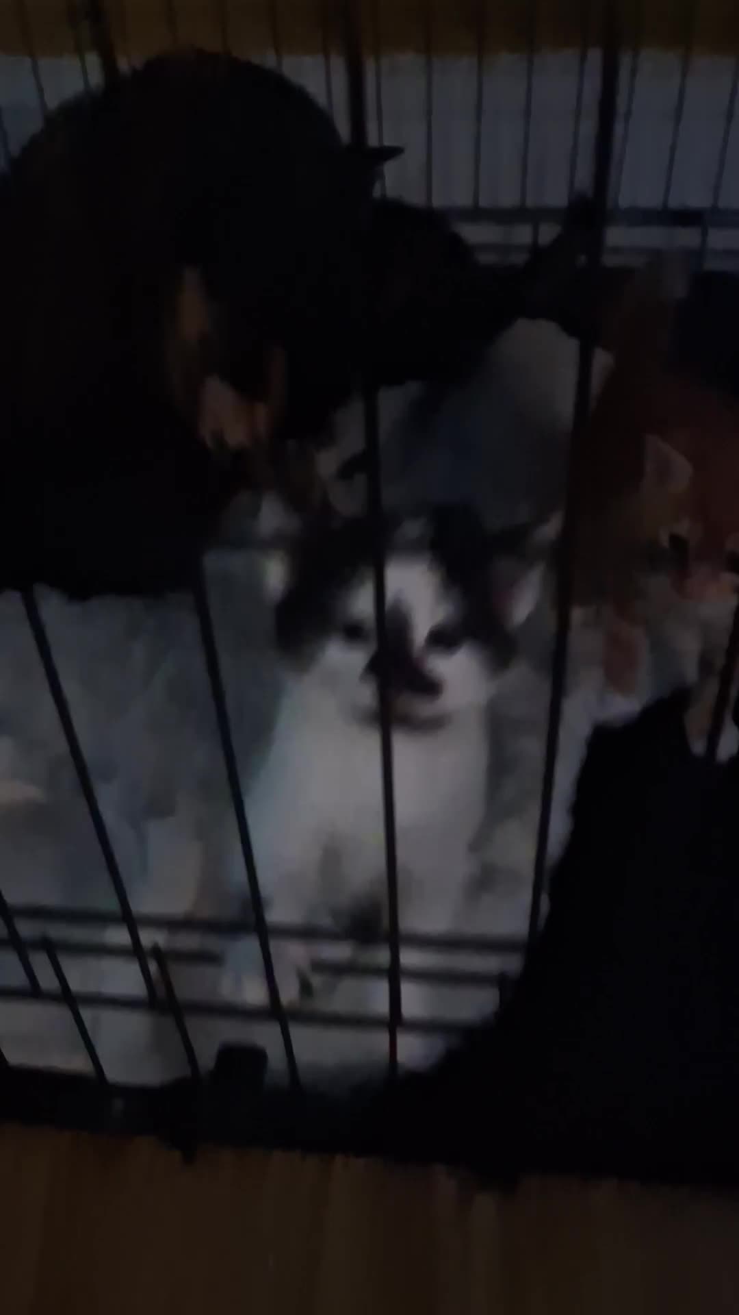 Mixed Breed cats for sale: 3 little kittens  - Video 1