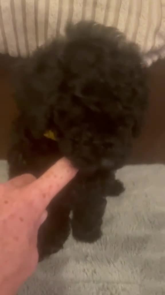 Toy Poodle dogs for sale: 🩷1 left🩷 - Video 2