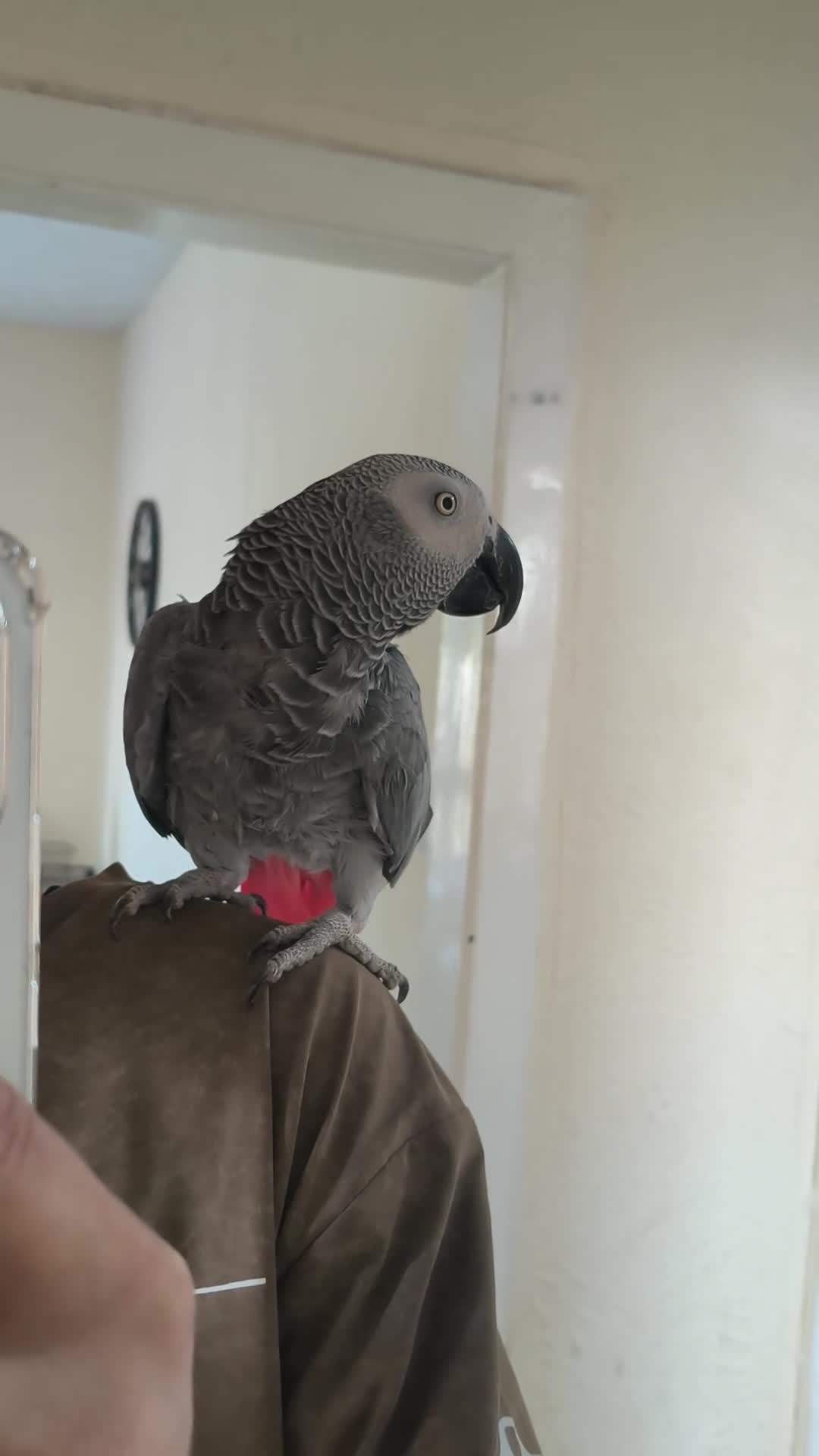 Parrots birds for sale: African grey  - Video 2