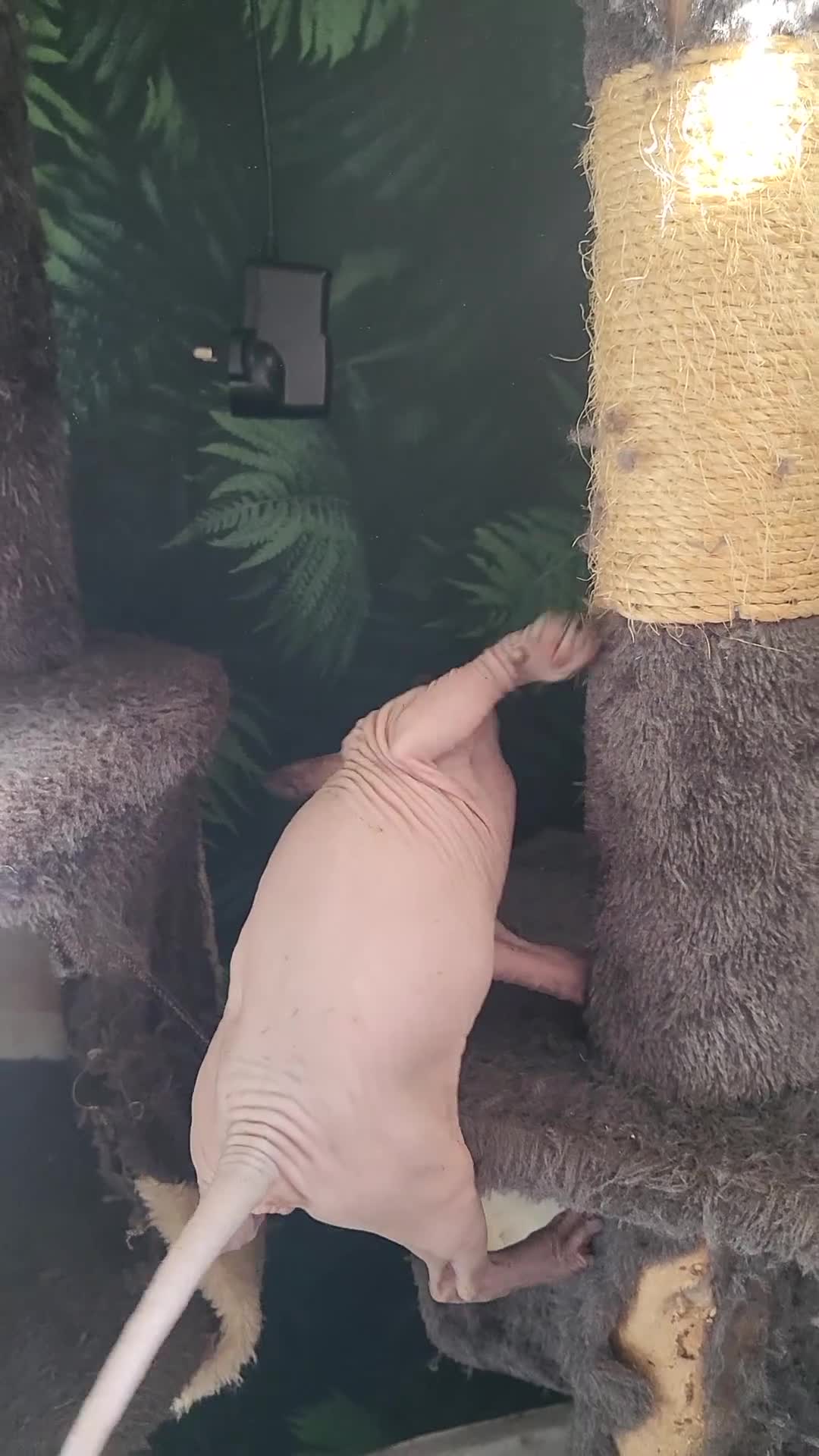 Sphynx cats for sale: 🐾 Exceptional Sphynx Kittens  🐾 - Video 1