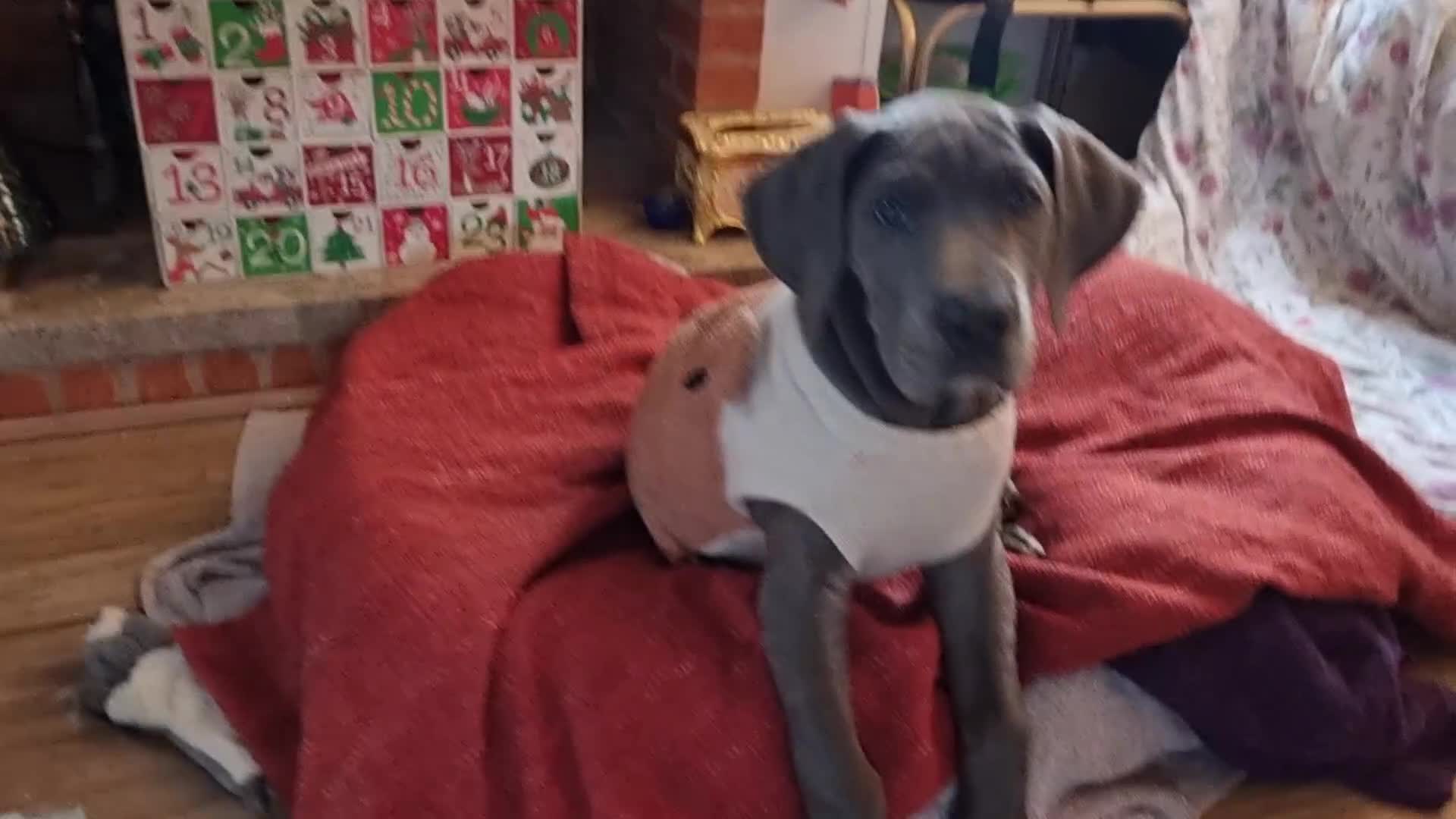 Great Dane dogs for sale: Female Great Dane Puppy Looking for Forever Home - Video 1
