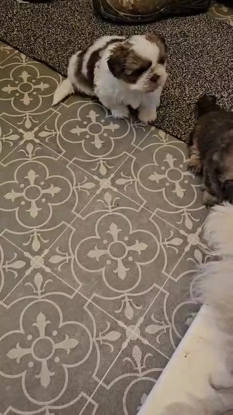 Shih Tzu dogs for sale: READY NOW 4 gorgeous male shih ztu puppies  in Grantham - Video 2