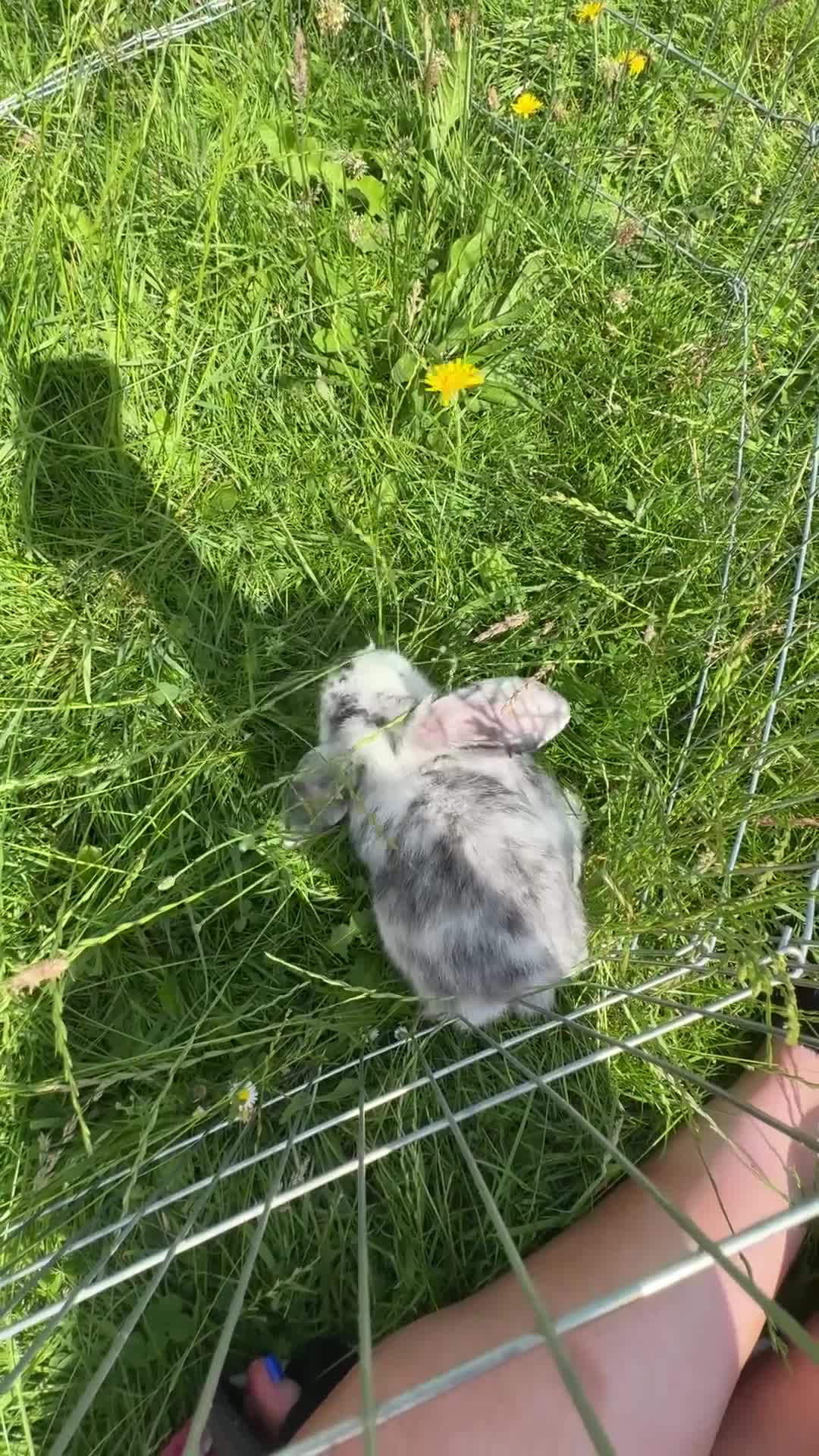 Mini Lop rabbits for sale: Mini lop buck  - Video 1