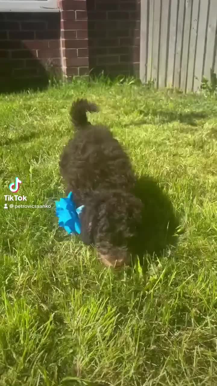 Goldendoodle dogs for sale: Goldendoodle puppies 💙🩷 - Video 5