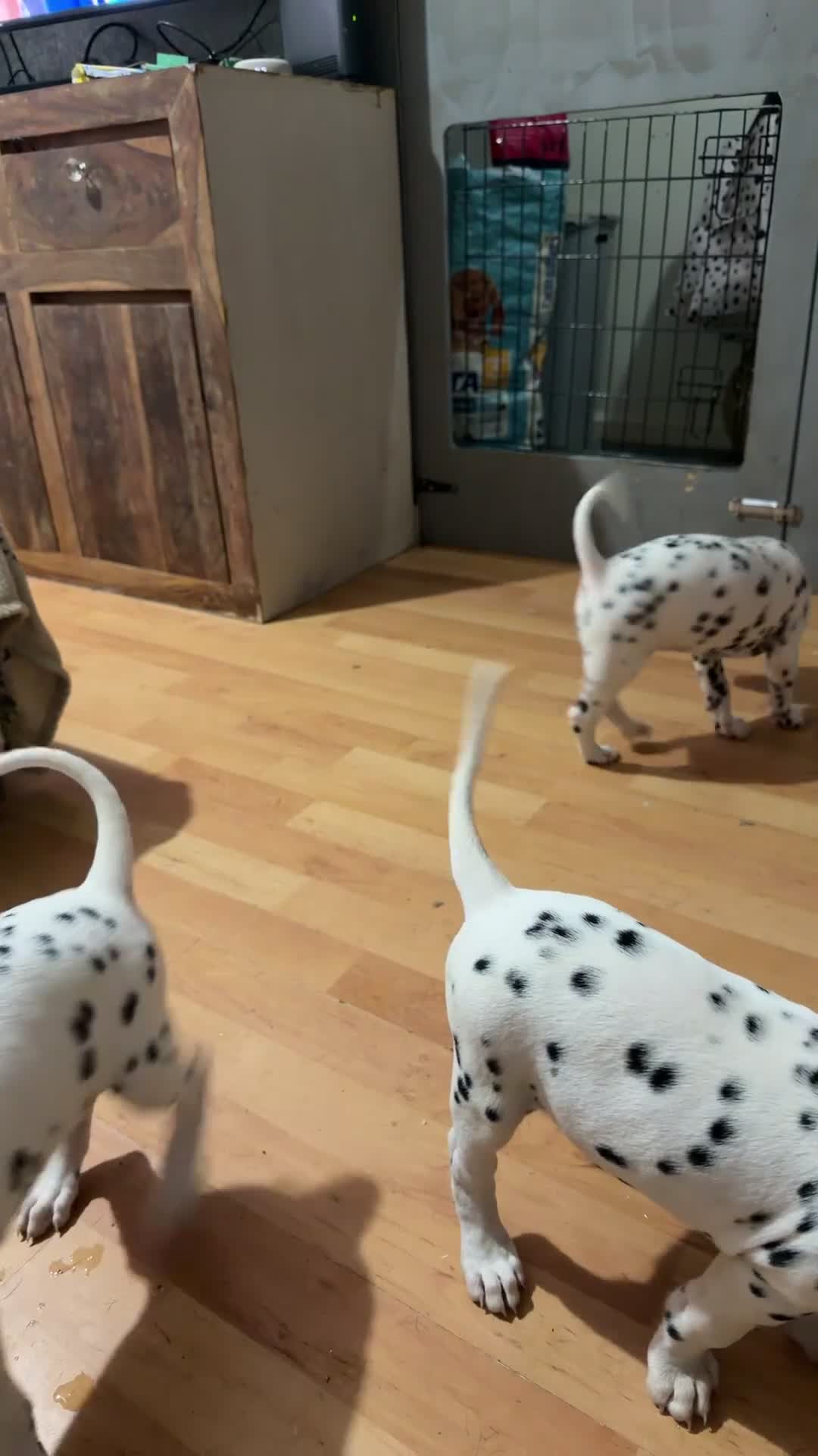 Dalmatian dogs for sale: RKG Dalmatian pups ready this weekend  - Video 3
