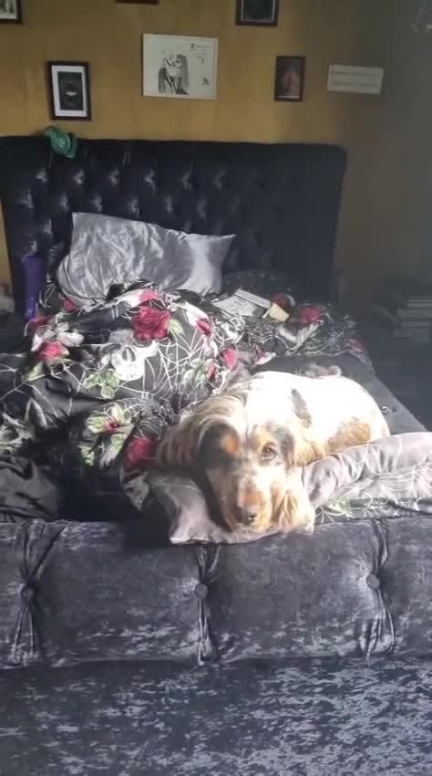 Cocker Spaniel dogs for sale: Loving, loyal and adventurous cocker  - Video 2