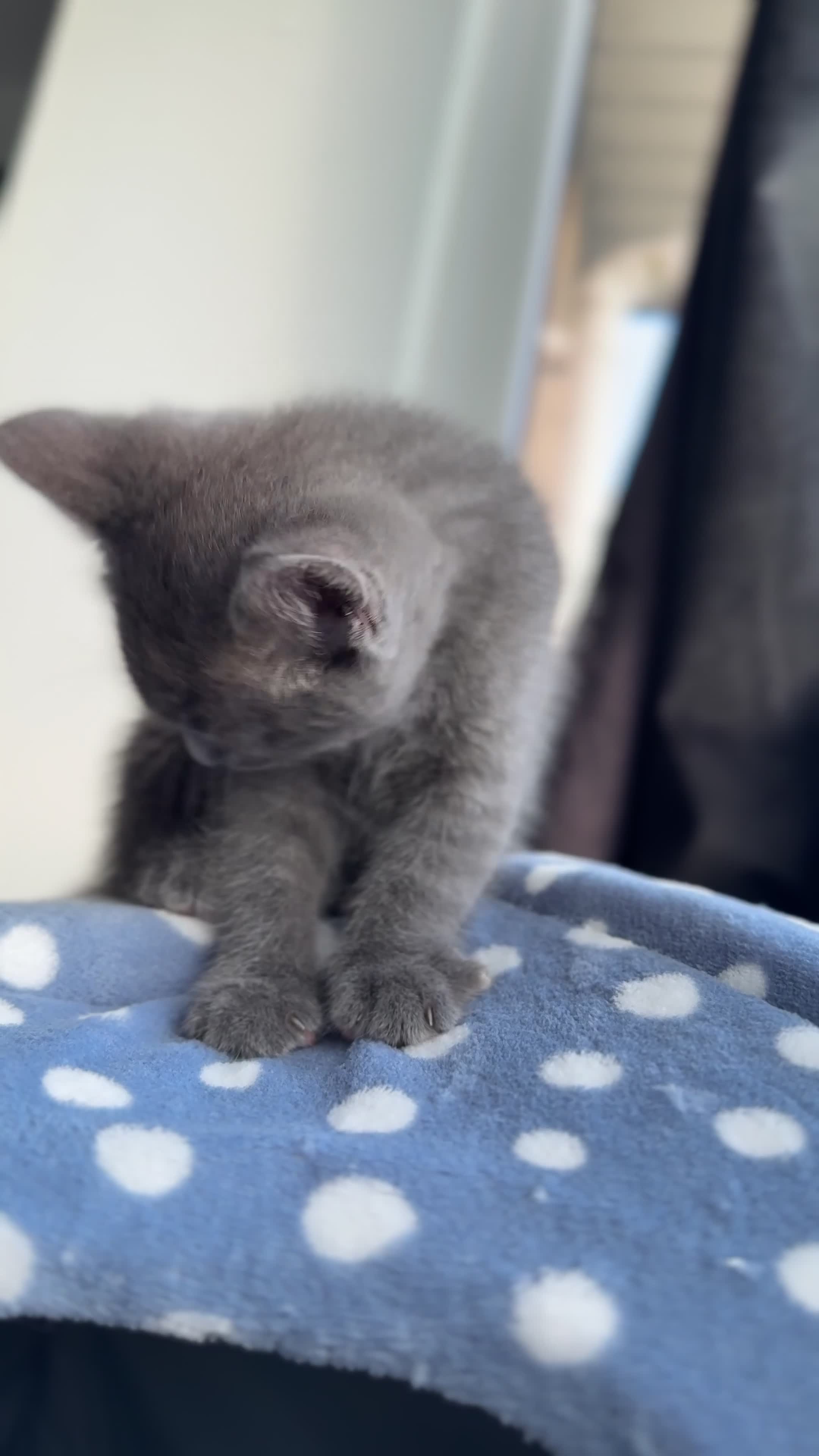 Mixed Breed cats for sale: curly eared mixed with british shorthair - Video 1