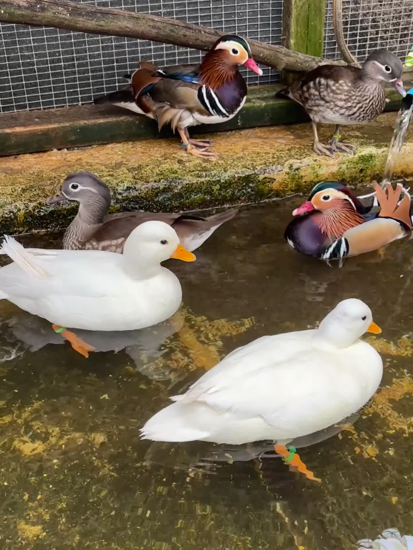 Ducks poultry for sale: White call duck pairs - Video 1