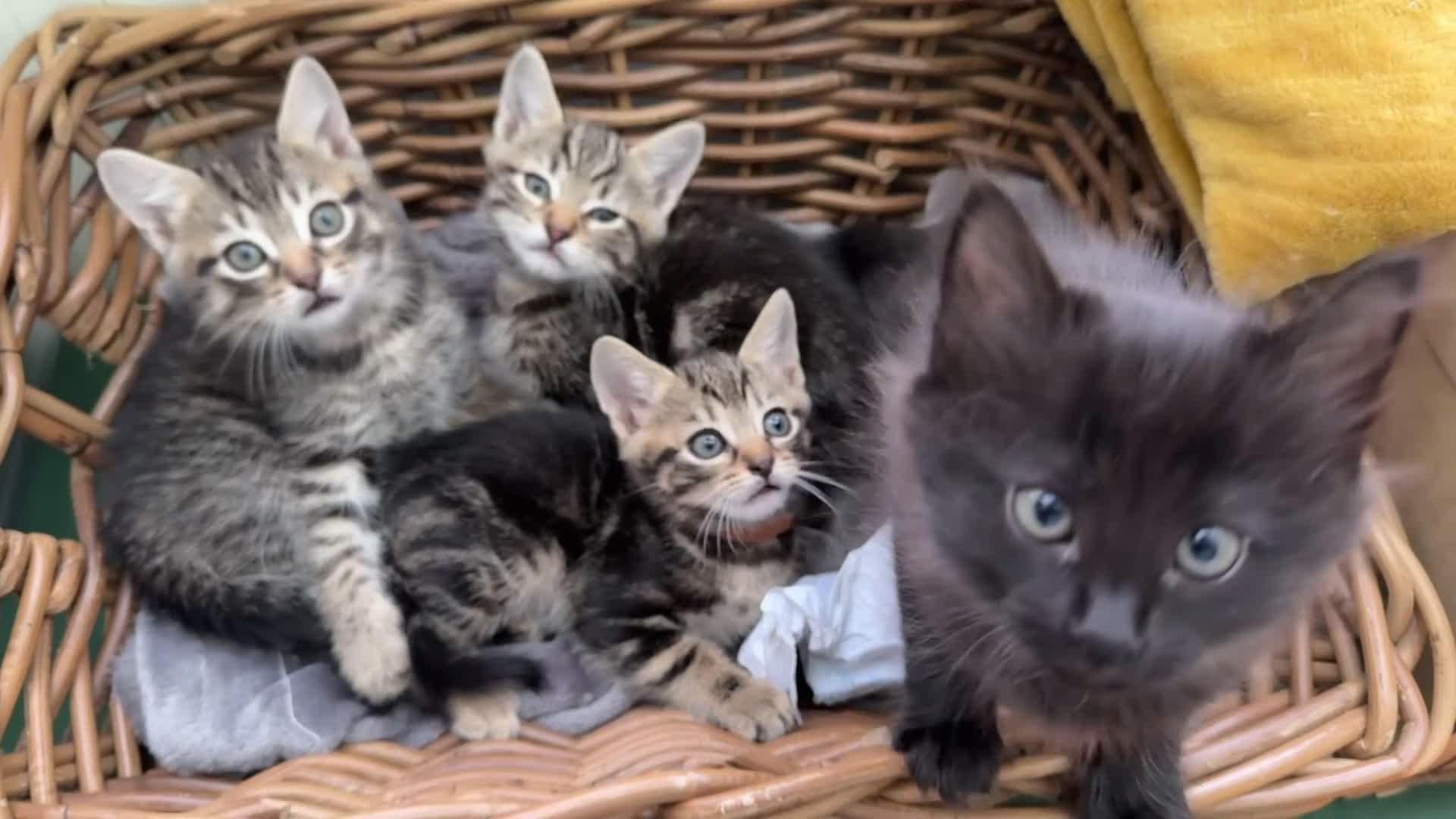 Mixed Breed cats for sale: Beautiful kittens 🐈‍⬛ READY from 25/04 - Video 3