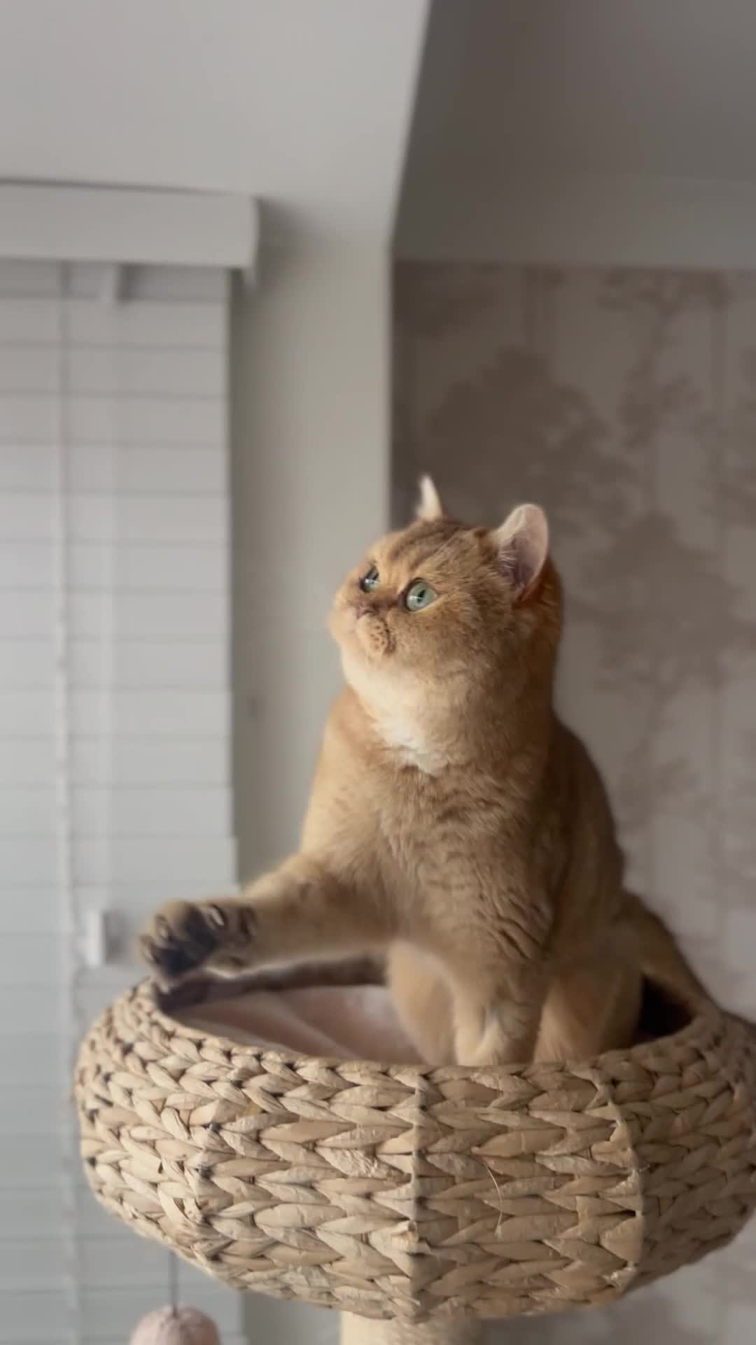 Scottish Fold cats for sale: Gorgeous Scottish Straight Girl - Video 2