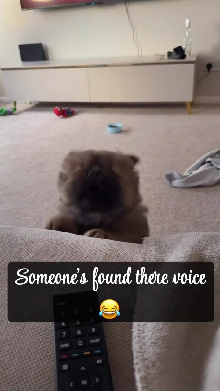 Chow Chow dogs for sale: Male chow chow puppy  - Video 1