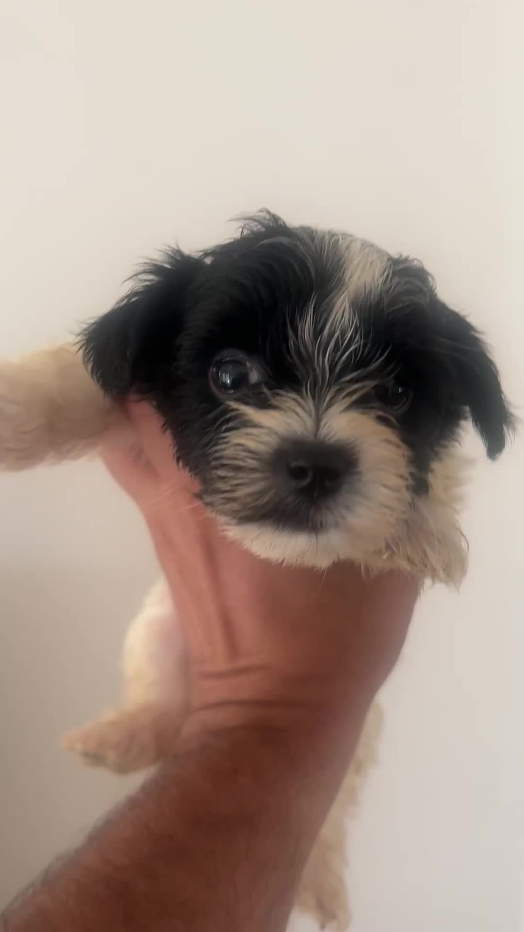 Biewer Terrier dogs for sale: Beautiful Biewer terrier for sale  - Video 1