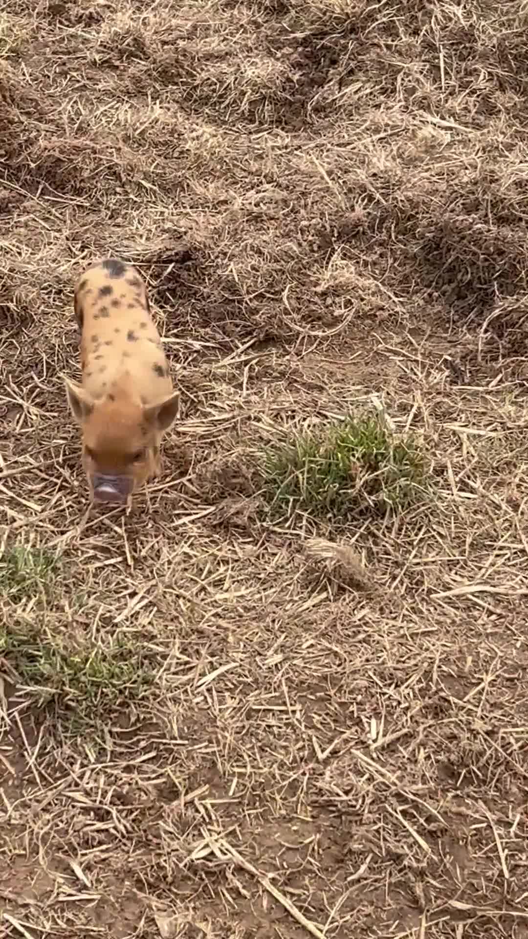 Pig livestock for sale: Rare American lineage Micro-pigs! TINY! - Video 2