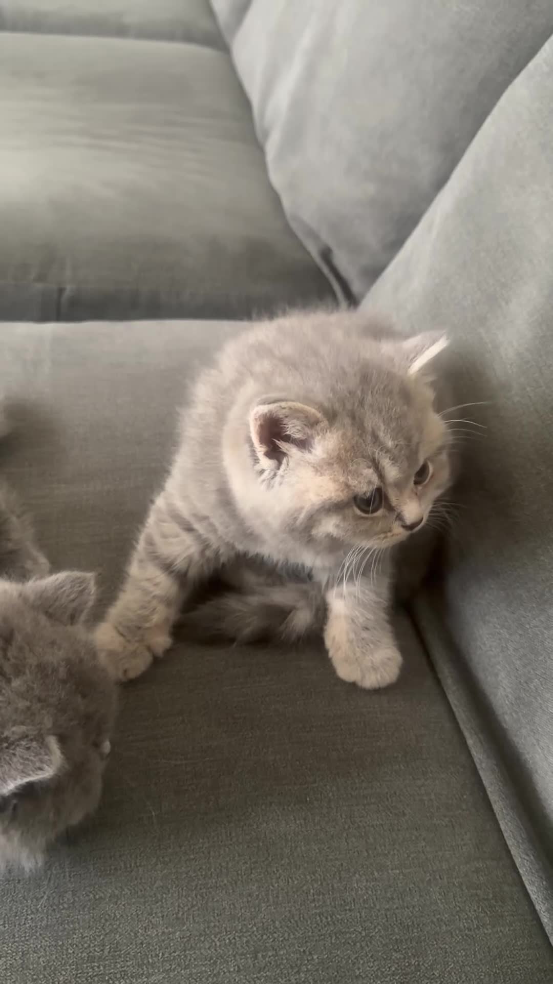 British Shorthair cats for sale: Stunning British Shorthair Kittens  - Video 2