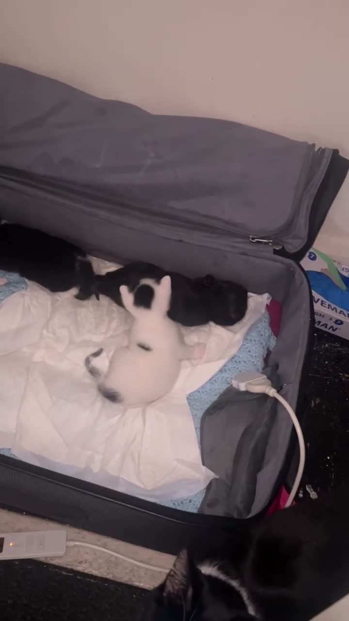 British Shorthair cats for sale: 4 kittens 3 female and 1 male  - Video 1