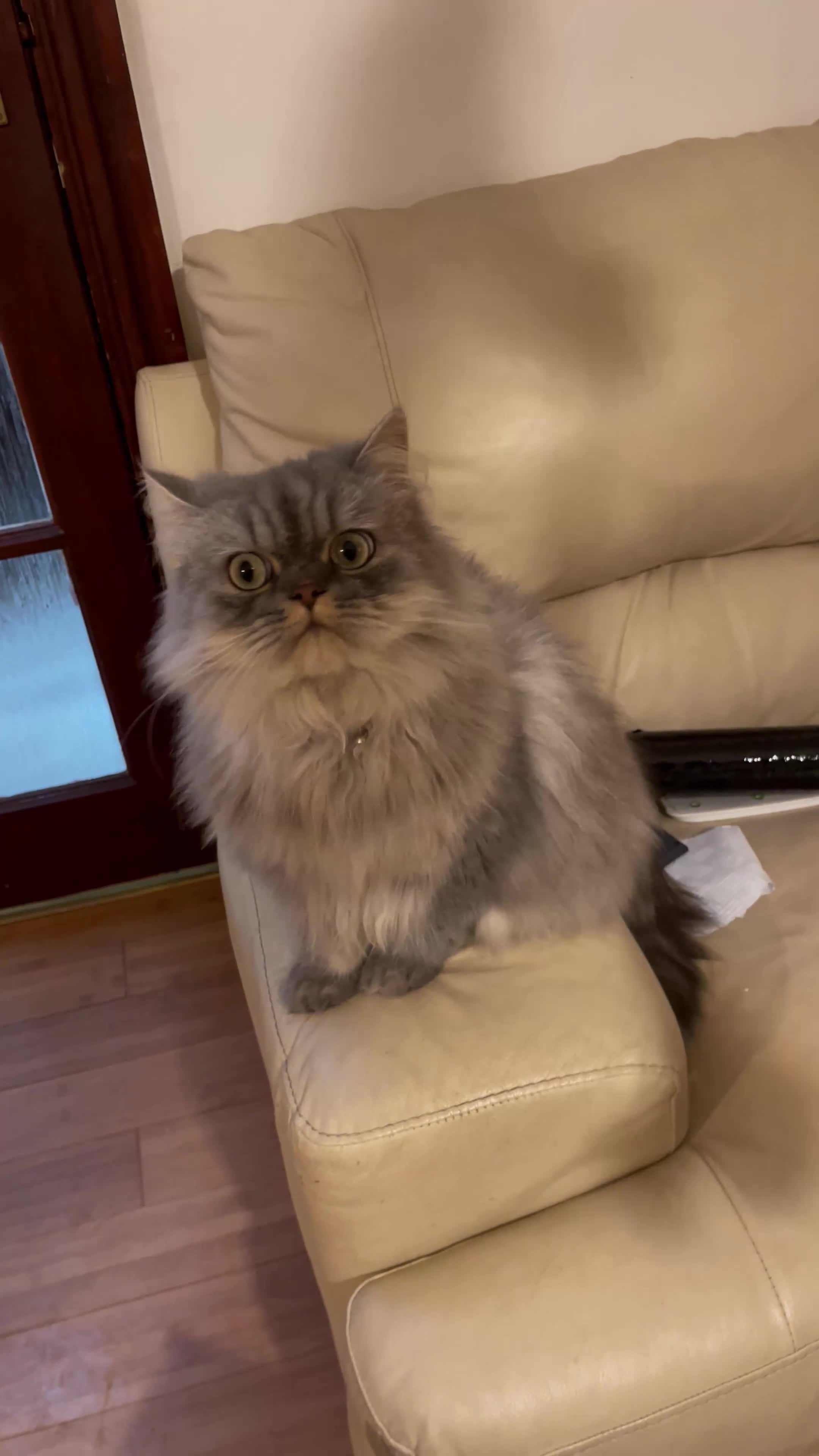 Persian cats for sale: Persian male  - Video 1