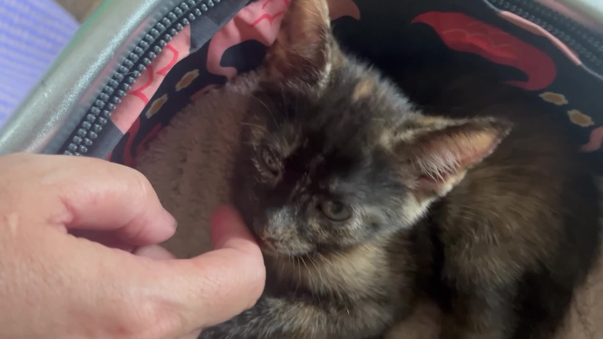 Mixed Breed cats for sale: Little Tortoishell Kitten  - Video 1