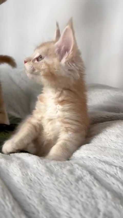 Maine Coon cats for sale: Maine Coon XXXL - Video 1