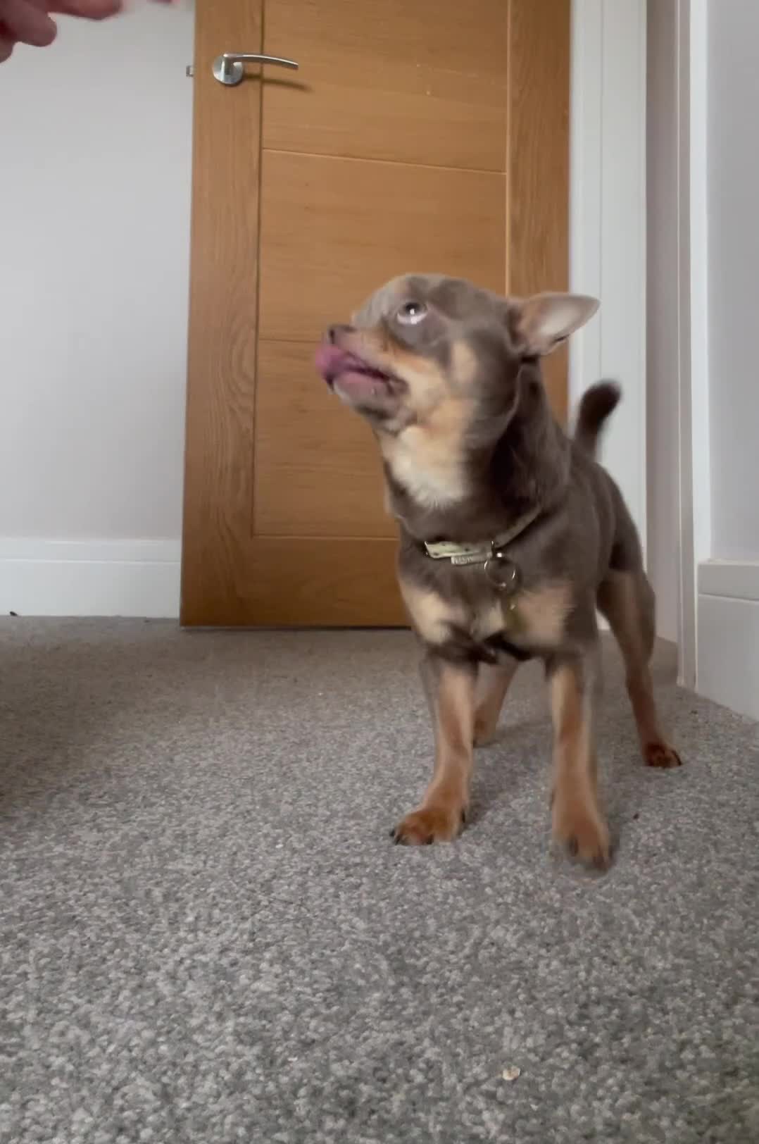 Chihuahua dogs for stud: Male lilac Chihuahua available for STUD - Video 1