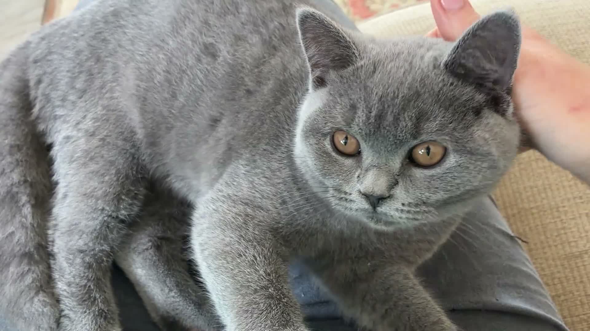 British Shorthair cats for sale: 2 British Shorthair Kittens  - Video 2