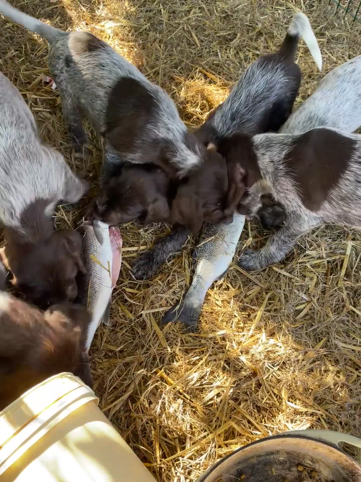 Mixed Breed dogs for sale: Puppies mum and dad here great nature rock steady  - Video 2