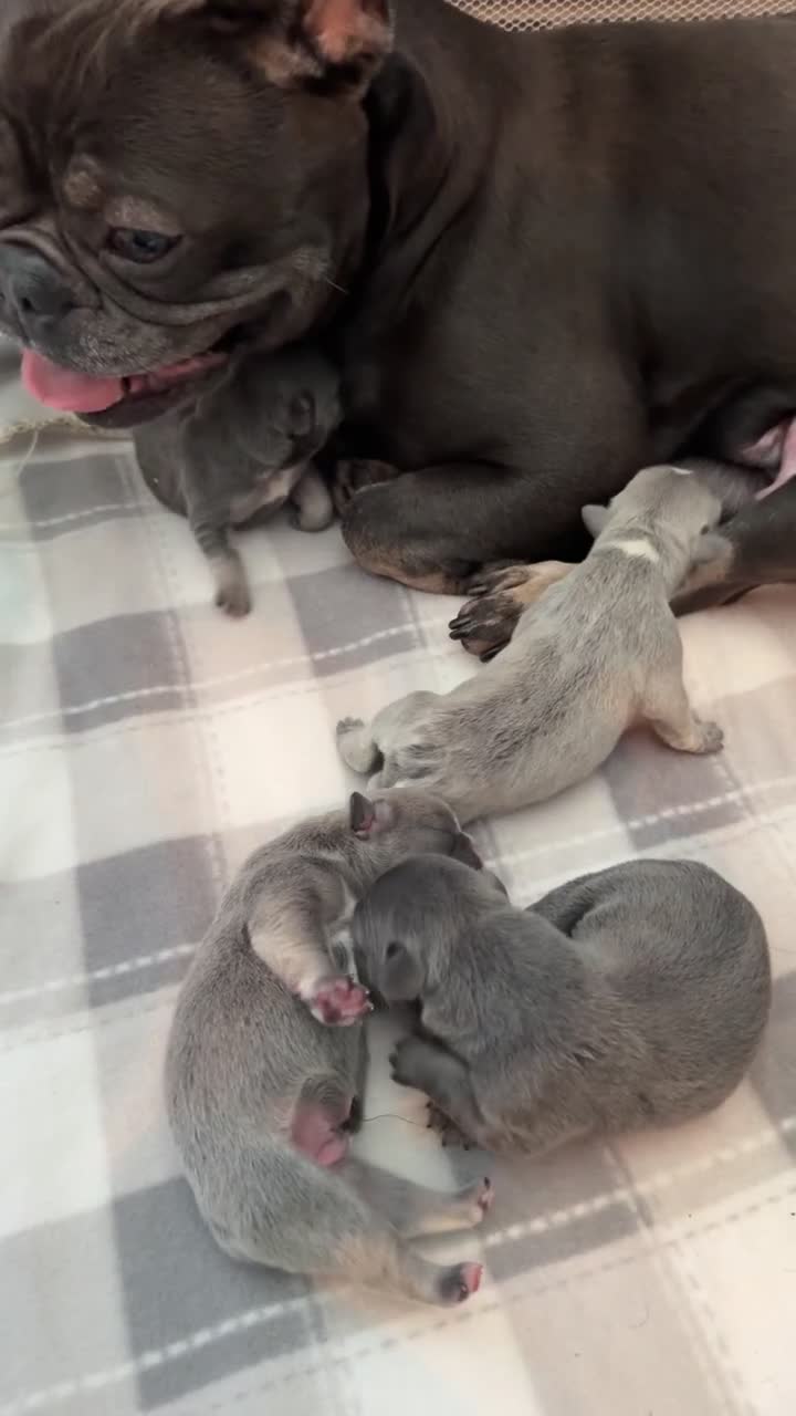 French Bulldog dogs for sale: French bull dog puppies - Video 2