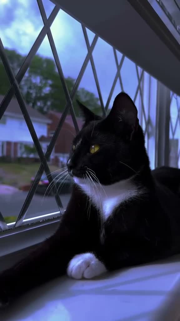 Mixed Breed cats for sale:  Kano - The Sweetest, Most Loving Soul - Video 3