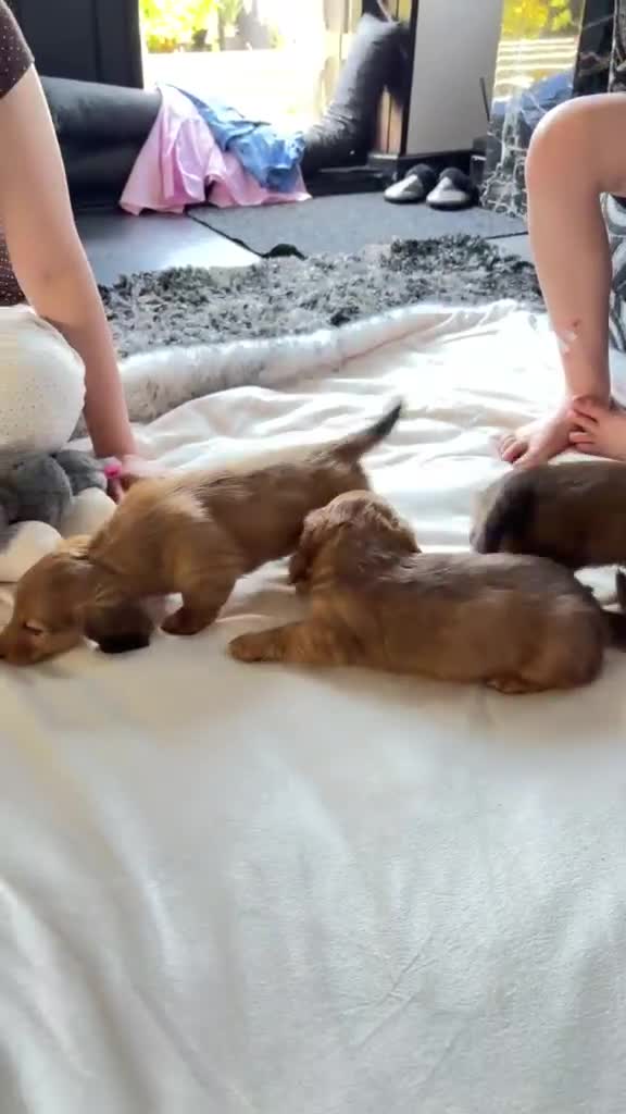 Dachshund dogs for sale: Stunning miniature daxi pups  - Video 1