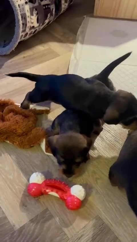 Dachshund dogs for sale:  Miniature Wirehaired Dachshund  puppies  - Video 2