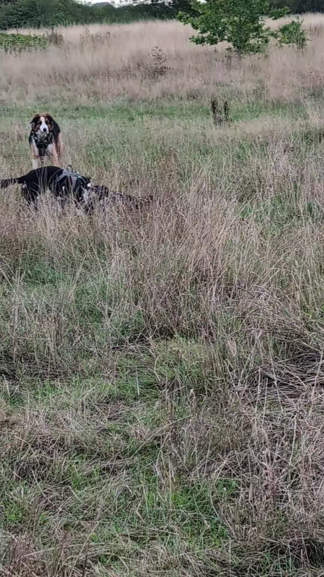 Border Collie dogs for sale: Looking For A New Home For Jack  in Derby - Video 2