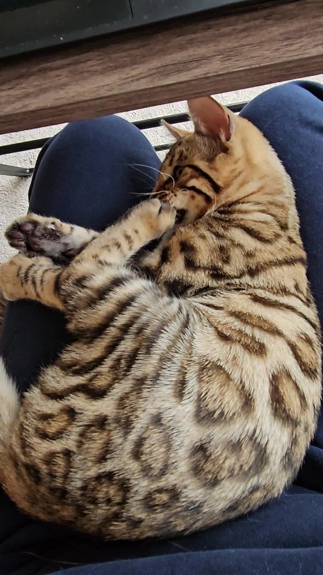 Bengal cats for sale: Pure Bengal kitten in need of a loving home - Video 1