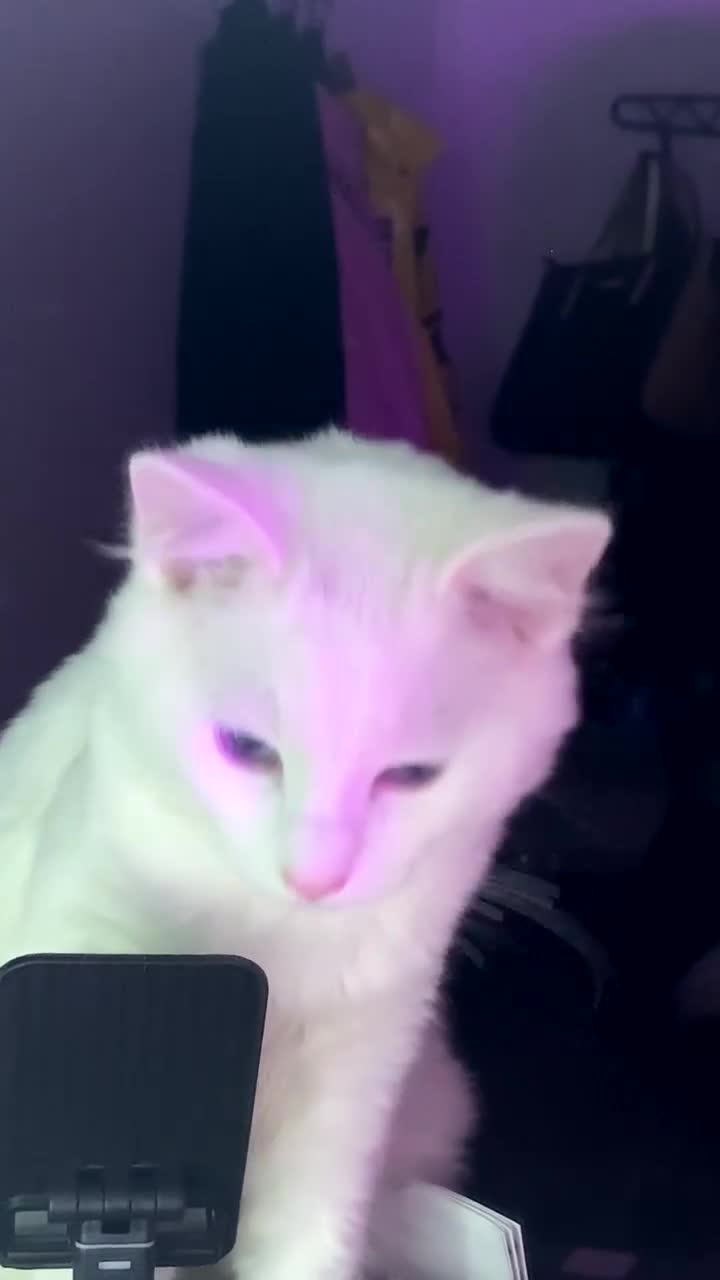 British Shorthair cats for sale: BONDED PAIR british shorthair turkish angora - Video 3