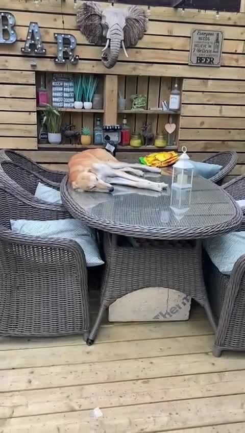 Mixed Breed dogs for sale: Saluki x Greyhound mix Duke ready for adoption - Video 1