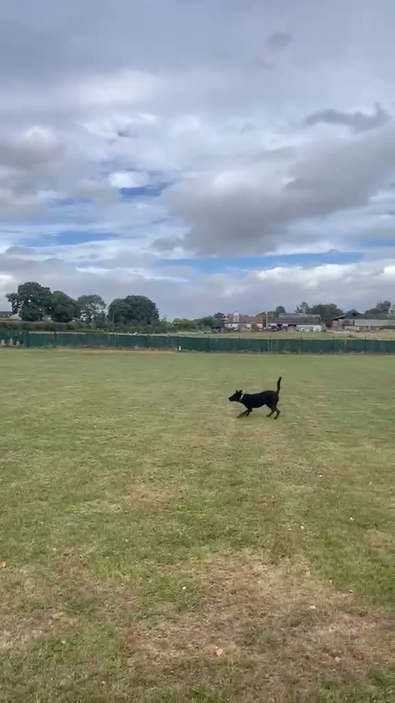 Mixed Breed dogs for adoption: 💙HARTLEY💙-6-year-old sweet & clever boy in Ashby-de-la-Zouch - Video 3