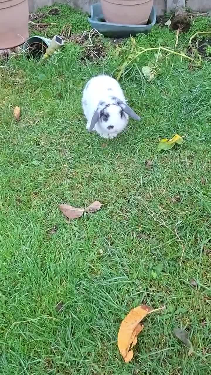 English Lop rabbits for sale: Robbie Rabbit Male Rabbit Lop...very calm. in Brentwood - Video 1