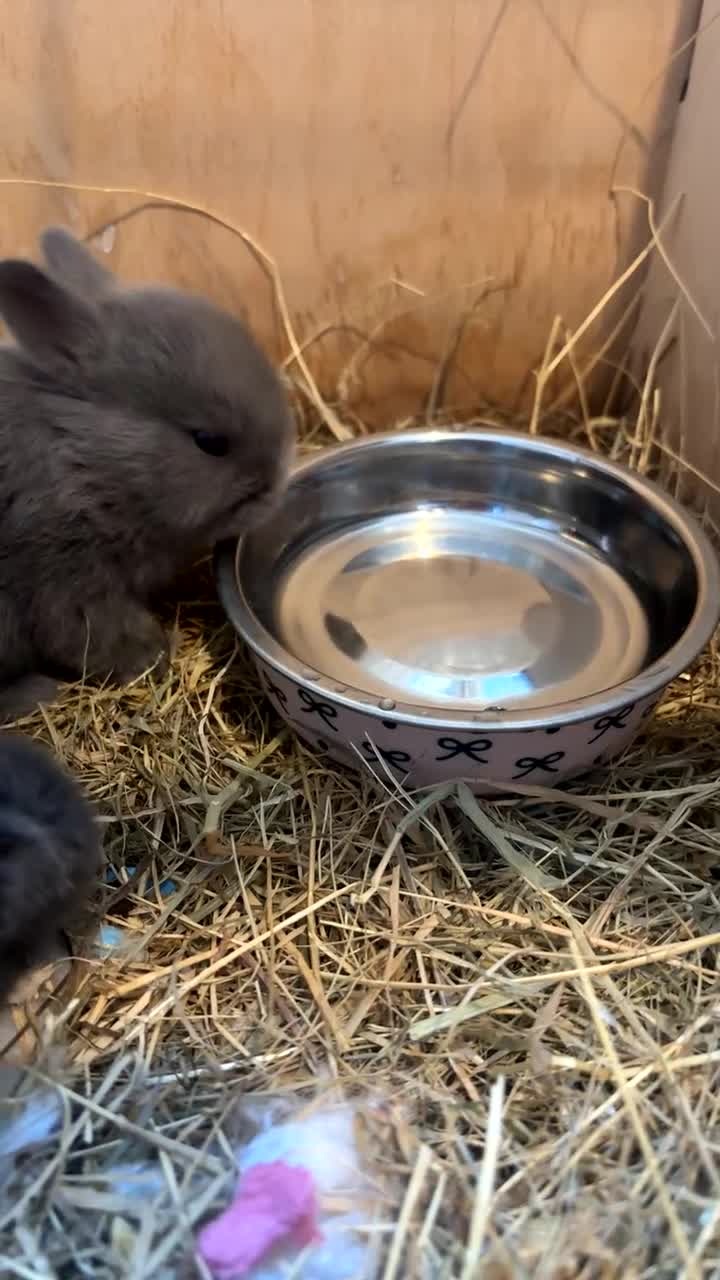 Netherland Dwarf rabbits for sale:  Gorgeous Pure bred netherland dwarf rabbits - Video 3