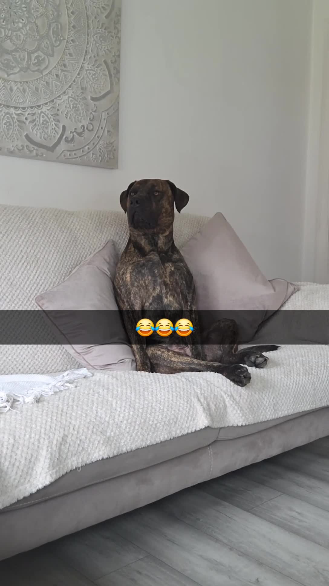 Presa Canario dogs for sale: Gorgeous pressa canario  - Video 1