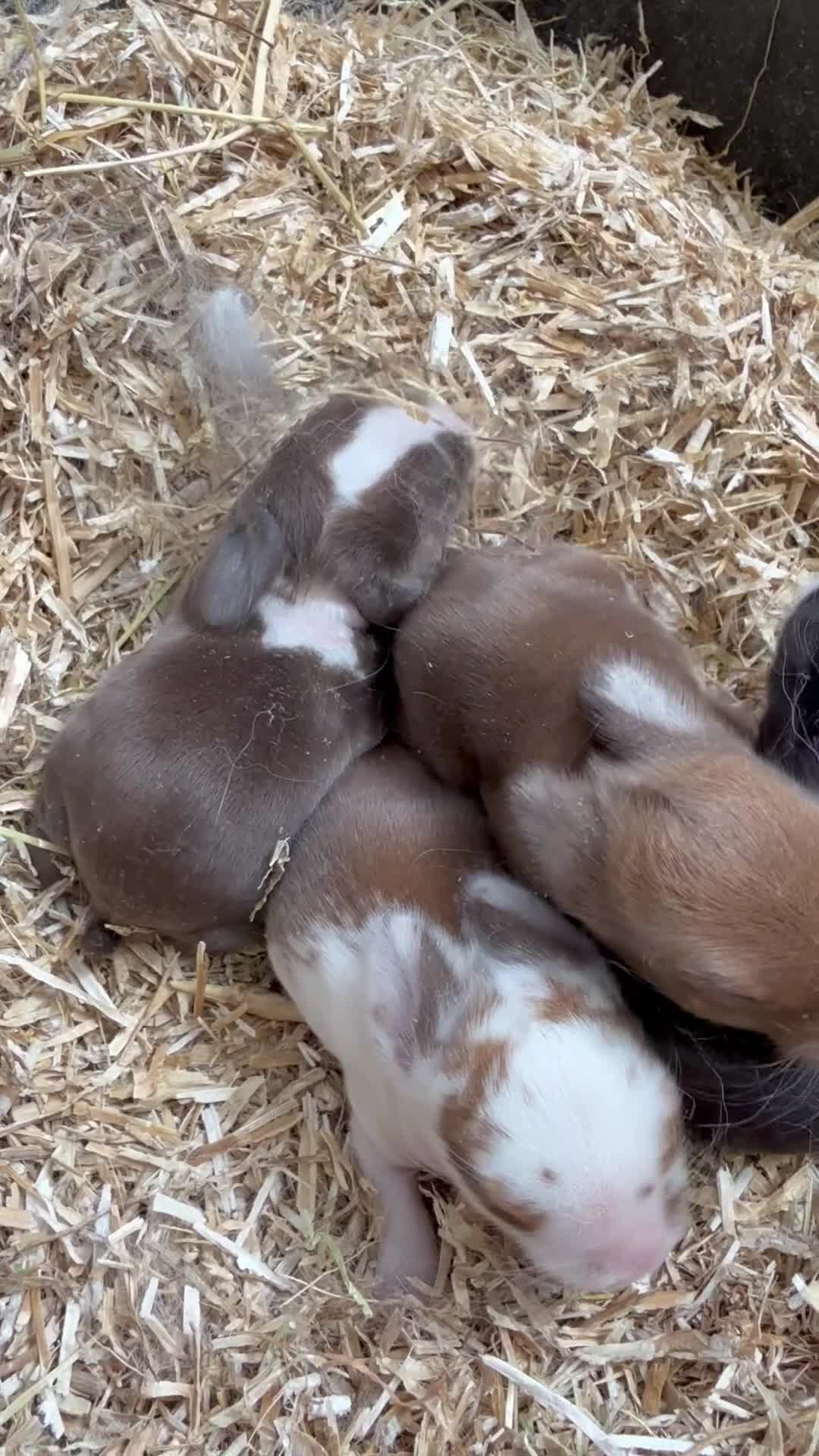 Mini Lop rabbits for sale: BEAUTIFUL MINI LOP BUNNIES - PEDIGREE  - Video 4