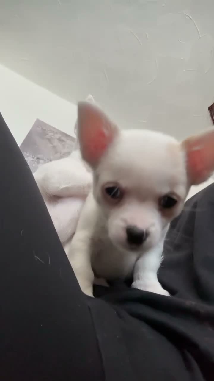 Jack Chi dogs for sale: Cream and white boy - Video 3