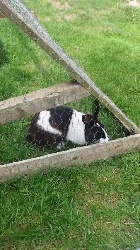 Mixed Breed rabbits for sale: Rex cross giant male  - Video 2