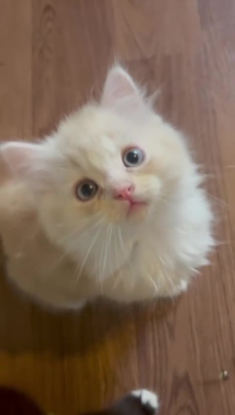 Persian cats for sale: Persian kitten for sale - Video 1