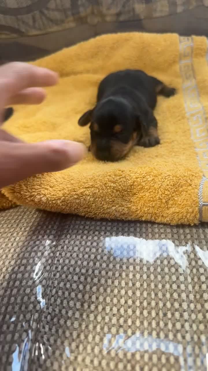 Miniature Dachshund dogs for sale: Miniature dachshund puppies  in Forres - Video 4