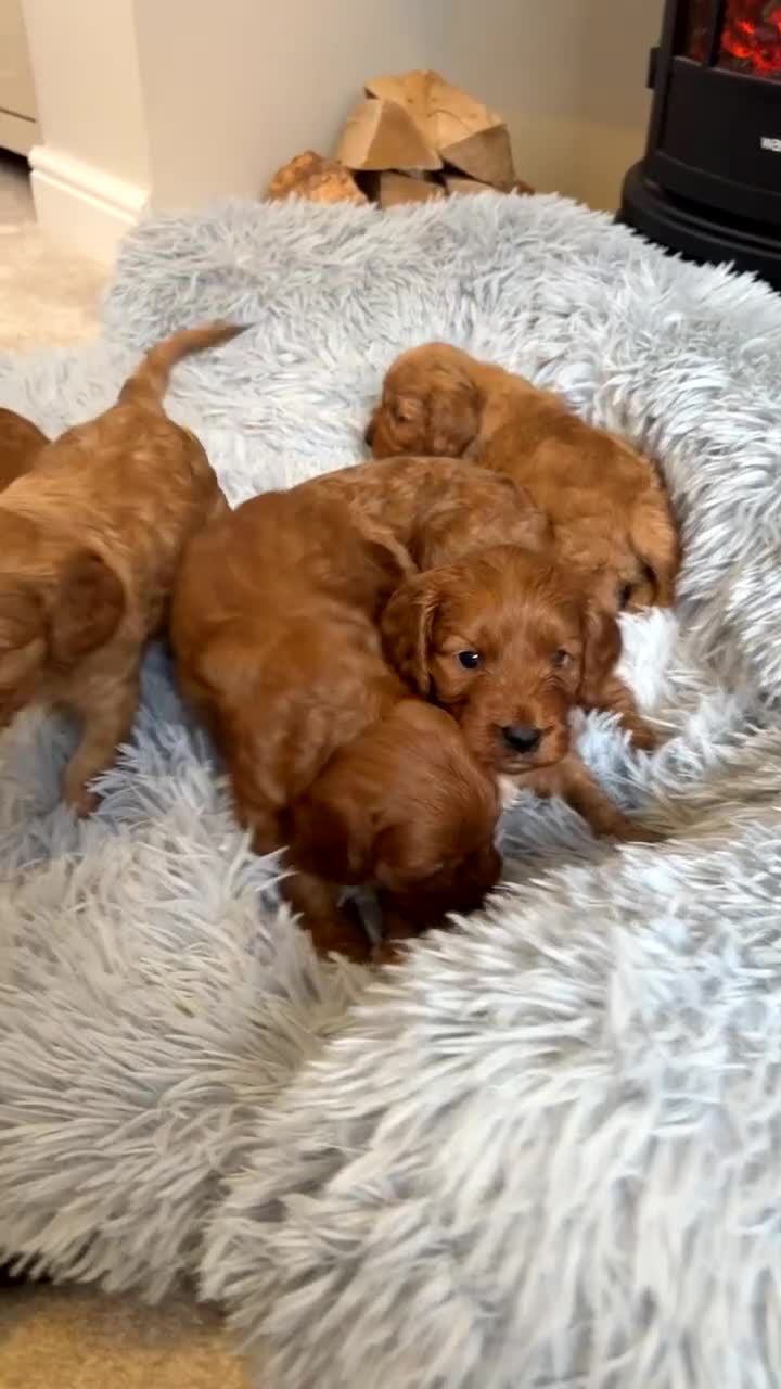 Cockapoo dogs for sale: Beautiful F1 Cockapoo puppies  - Video 1