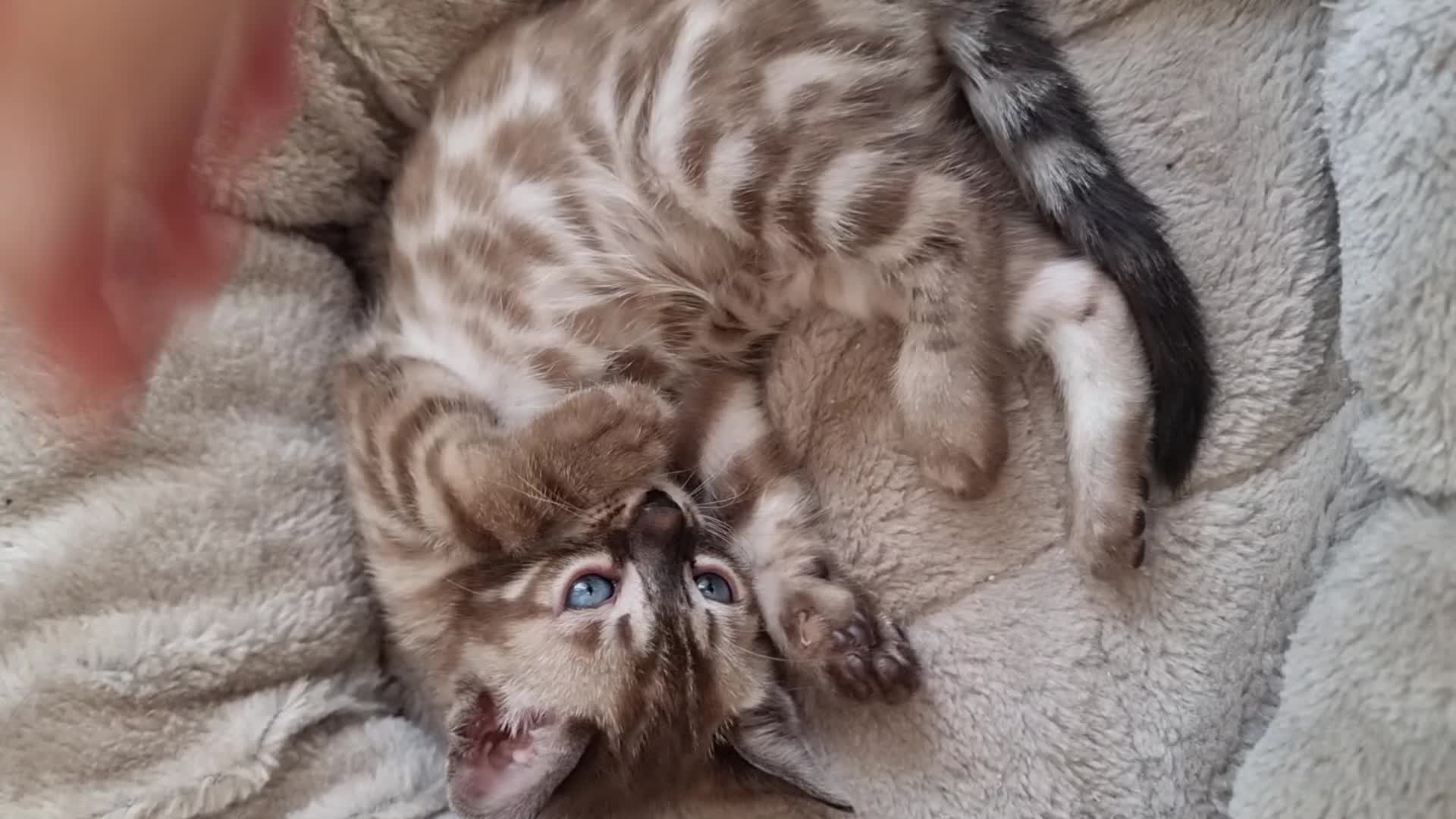 Bengal cats for sale: TICA Registered Bengal Kittens–Ready Nov 2025 🐾 - Video 3