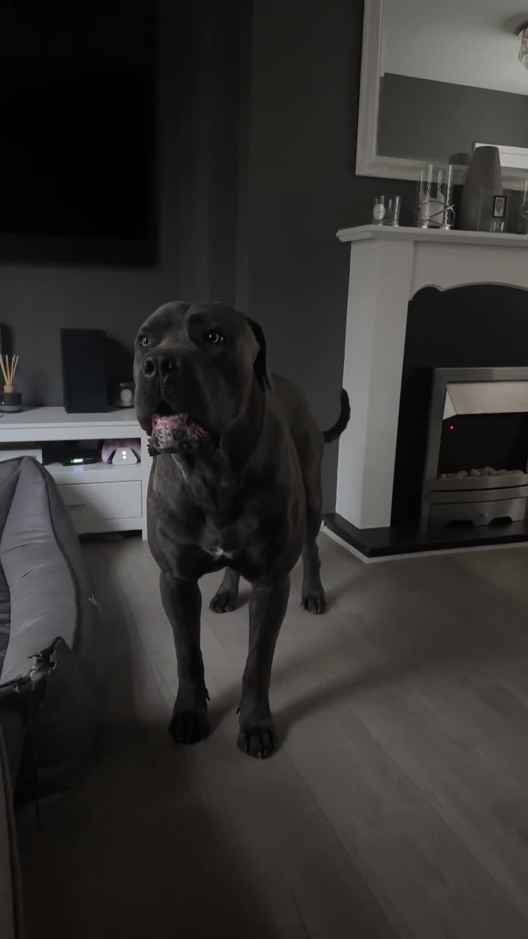Cane Corso dogs for stud: 70kg, PEDIGREE, CHAMPION LINE, PROVEN CANE CORSO - Video 1