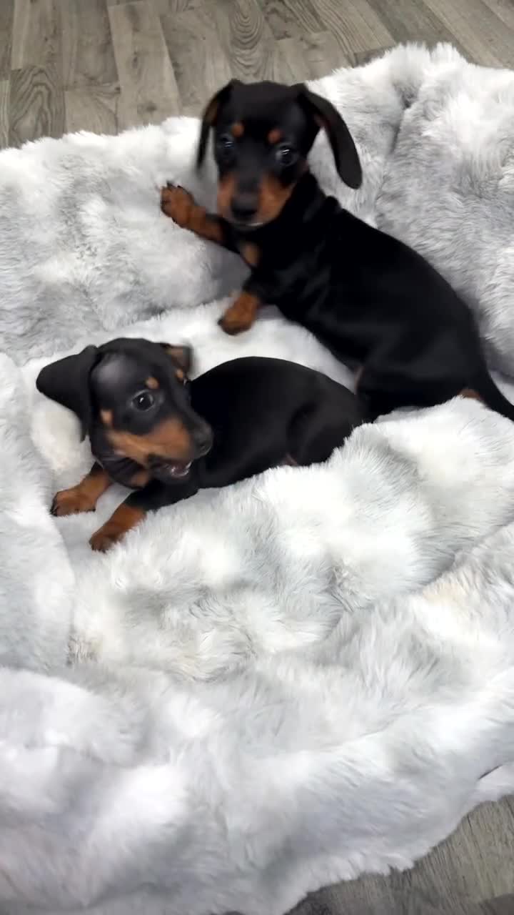 Miniature Dachshund dogs for sale: Ready To Leave 1 Female Miniature Dachshund - Video 5