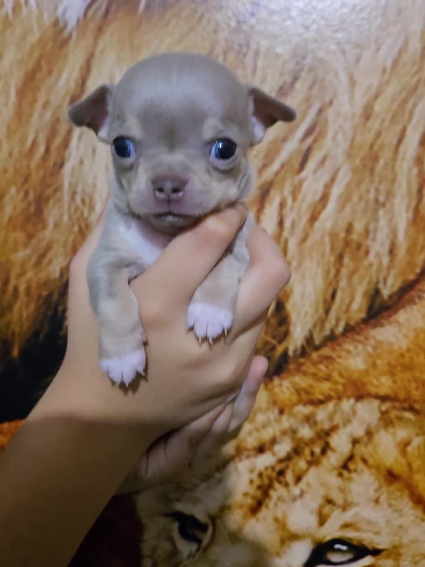 Chihuahua dogs for sale: Gorgeous Chihuahua Puppies Looking 4 Forever Homes - Video 4