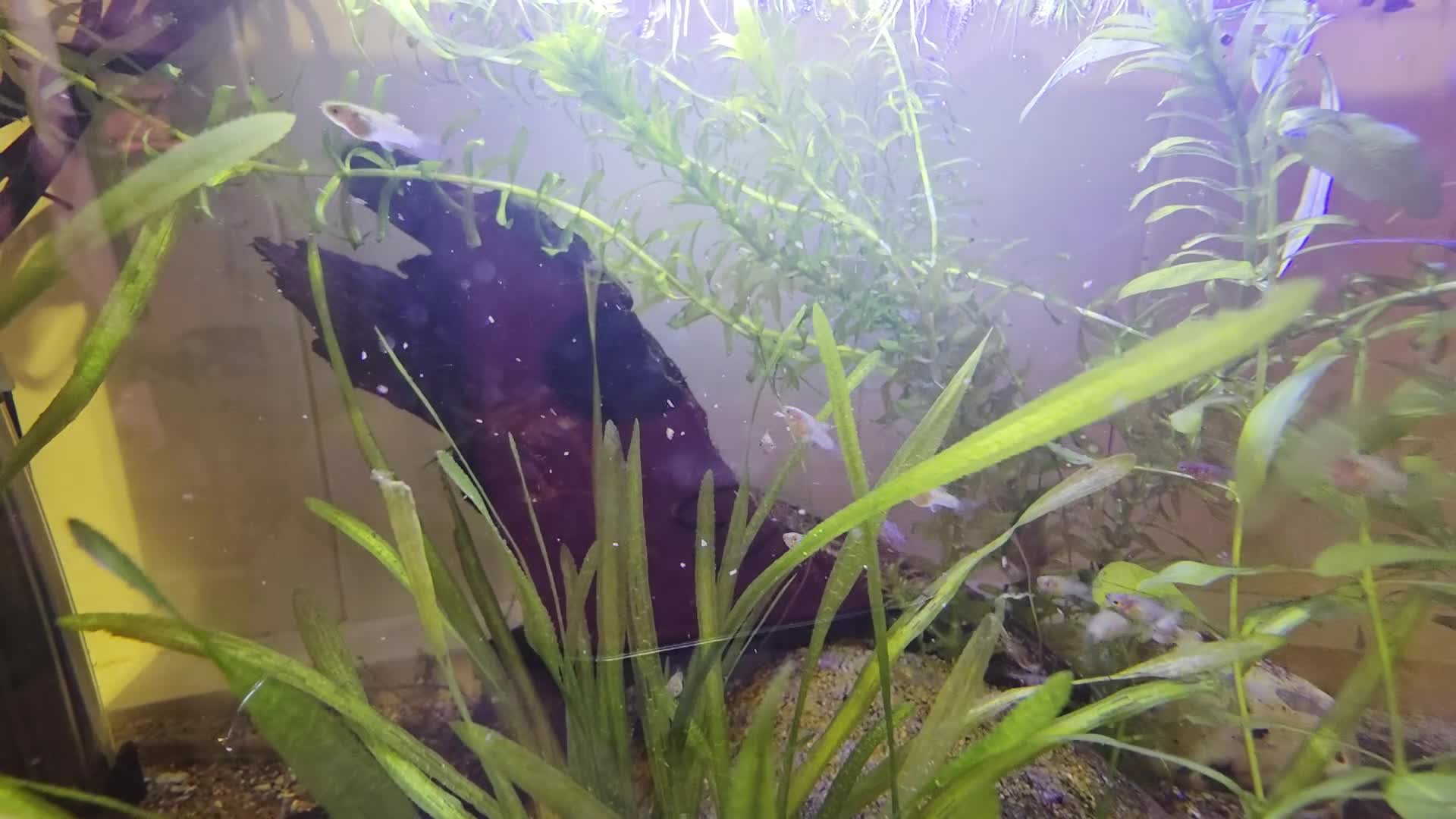 Platies fish for sale: Baby Southern Platy (blue) - Video 1